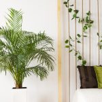 Palmeira Areca Bambu - Vaso de 5 Litros